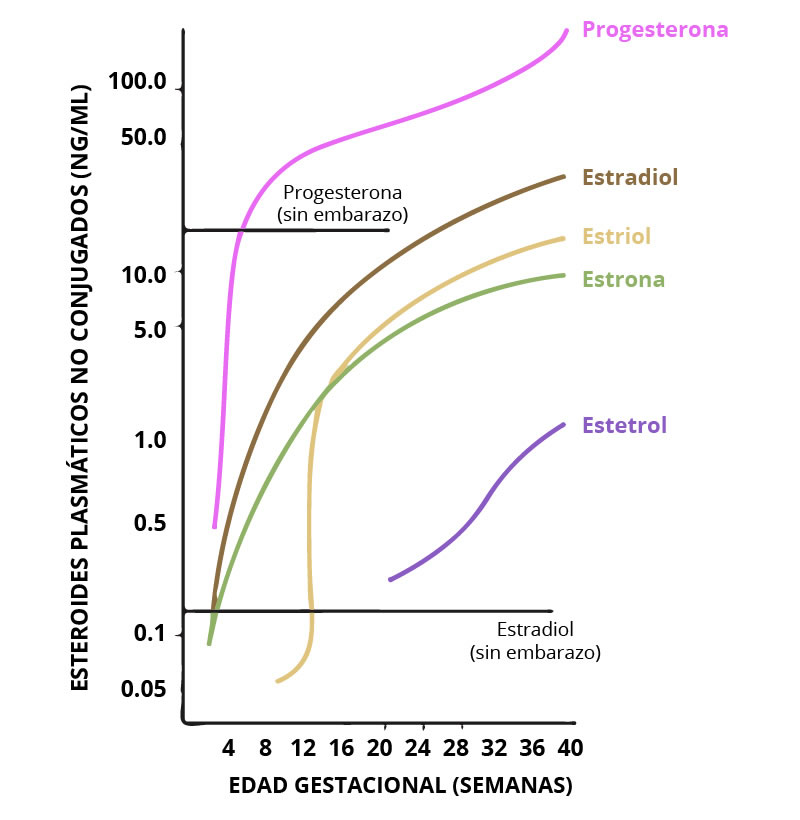 Nivel de hormonas durante el embarazo
